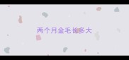 两个月金毛长多大