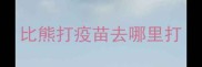 比熊打疫苗去哪里打