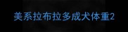 美系拉布拉多成犬体重