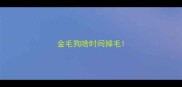 金毛狗啥时间掉毛