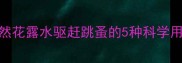 宠物驱虫必备天然花露水驱赶跳蚤的5种科学用法附安全指南