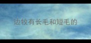 边牧有长毛和短毛的
