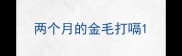 两个月的金毛打嗝