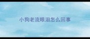 小狗老流眼泪怎么回事