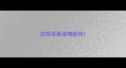 沈阳浑南宠物医院
