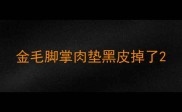 金毛脚掌肉垫黑皮掉了