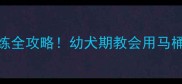 边境牧羊犬马桶训练全攻略幼犬期教会用马桶省下5000元清洁费