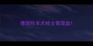 德国牧羊犬哈士奇混血