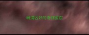 杨浦区好的宠物医院