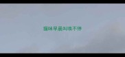 猫咪早晨叫唤不停