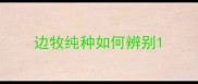 边牧纯种如何辨别