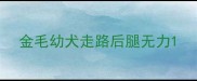 金毛幼犬走路后腿无力