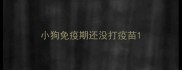 小狗免疫期还没打疫苗