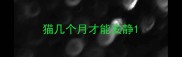 猫几个月才能安静