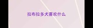 拉布拉多犬喜欢什么