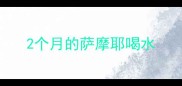 2个月的萨摩耶喝水