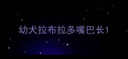 幼犬拉布拉多嘴巴长