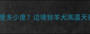 边牧怕热温度多少度边境牧羊犬高温天养护全攻略