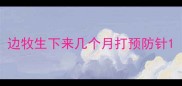 边牧生下来几个月打预防针