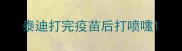泰迪打完疫苗后打喷嚏