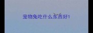 宠物兔吃什么东西好