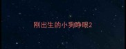 刚出生的小狗睁眼