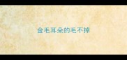 金毛耳朵的毛不掉