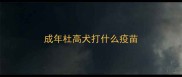 成年杜高犬打什么疫苗