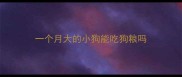 一个月大的小狗能吃狗粮吗