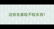 边牧在家咬不咬东西