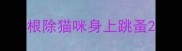 根除猫咪身上跳蚤