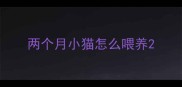 两个月小猫怎么喂养