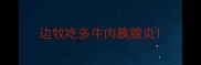 边牧吃多牛肉胰腺炎
