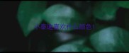 小泰迪喜欢什么颜色