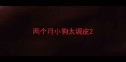 两个月小狗太调皮