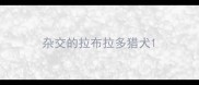 杂交的拉布拉多猎犬
