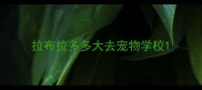 拉布拉多多大去宠物学校