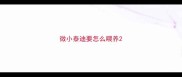 微小泰迪要怎么喂养