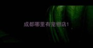 成都哪里有宠物店