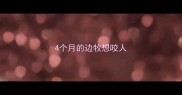 4个月的边牧想咬人