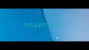 狗狗未按时打疫苗