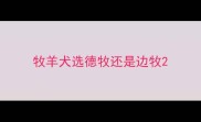 牧羊犬选德牧还是边牧
