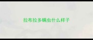拉布拉多螨虫什么样子