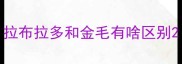 拉布拉多和金毛有啥区别