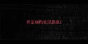 养宠物狗发现是狼