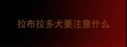 拉布拉多犬要注意什么