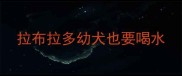 拉布拉多幼犬也要喝水