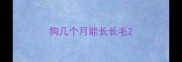 狗几个月能长长毛