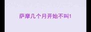 萨摩几个月开始不叫