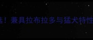 家庭伴侣犬首选兼具拉布拉多与猛犬特性的高智商犬种